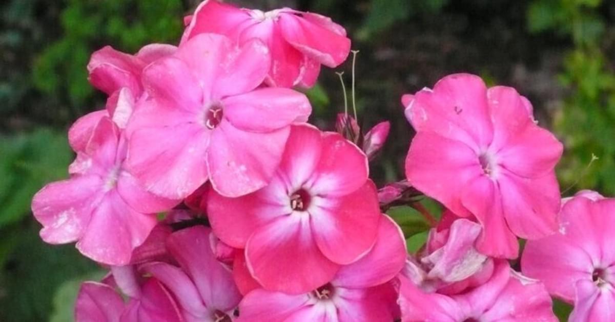 National Garden Scheme Open Garden