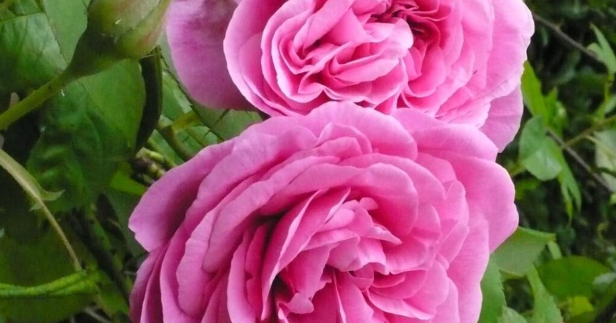 Stillingfleet Lodge Garden Walk in July