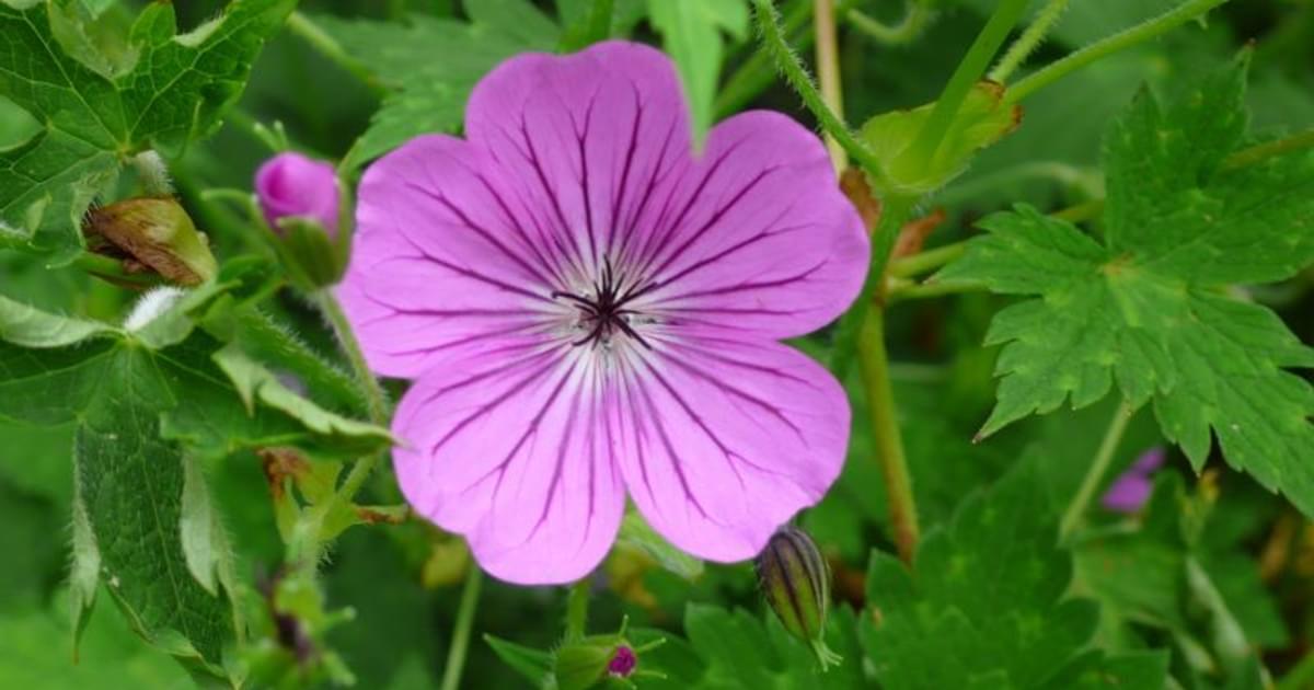 Stillingfleet Lodge Garden Walk in June