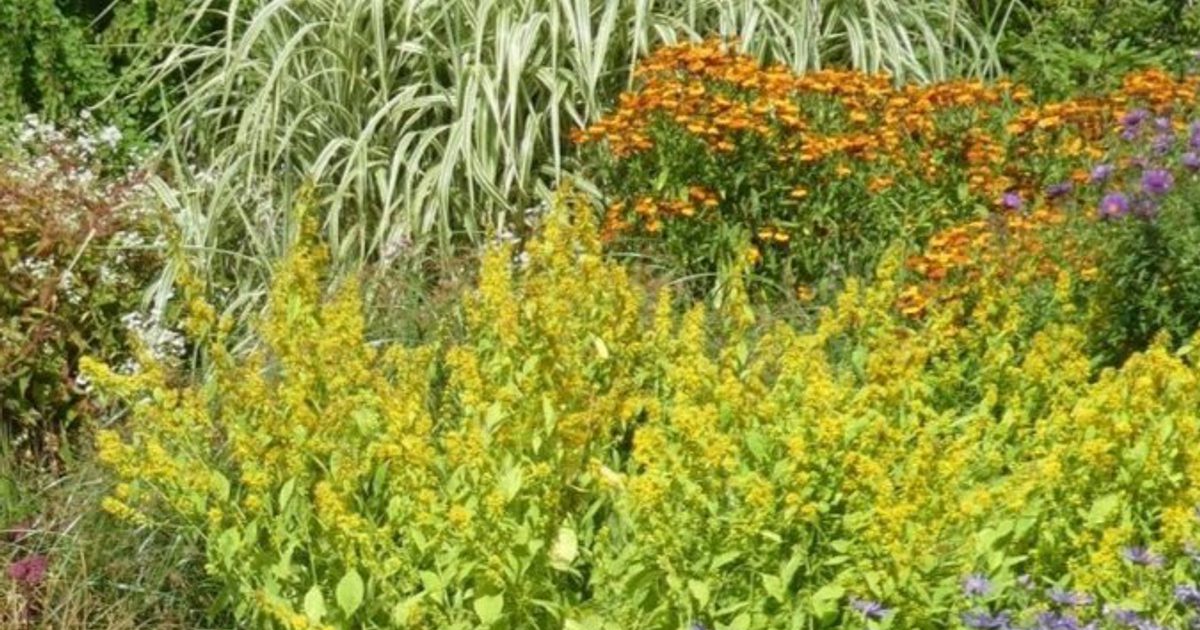 Is Foliage More Important than Flowers?