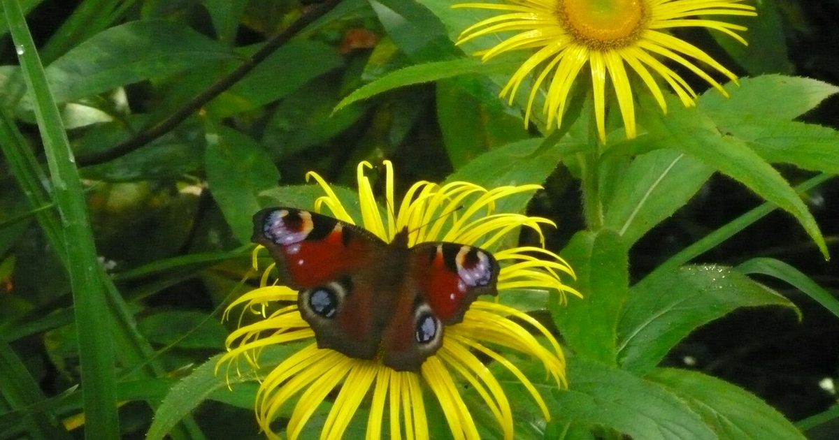 National Garden Scheme