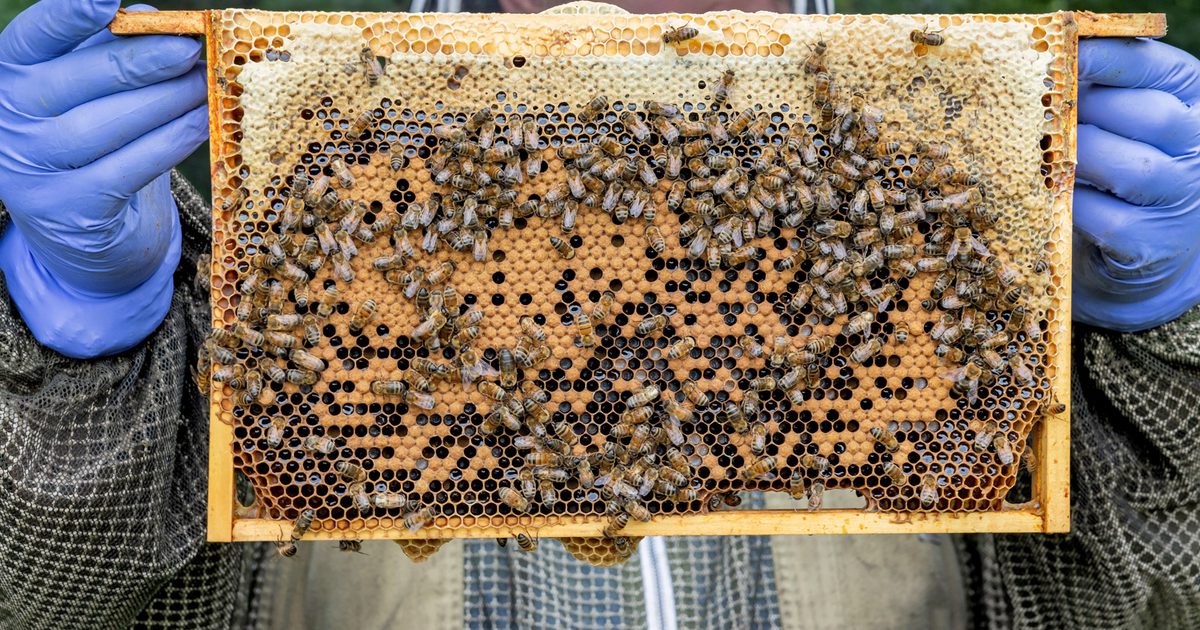 Beekeeping Experience Day