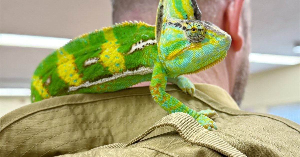 Reptiles Are Coming to The Hole In Wand York One Day…