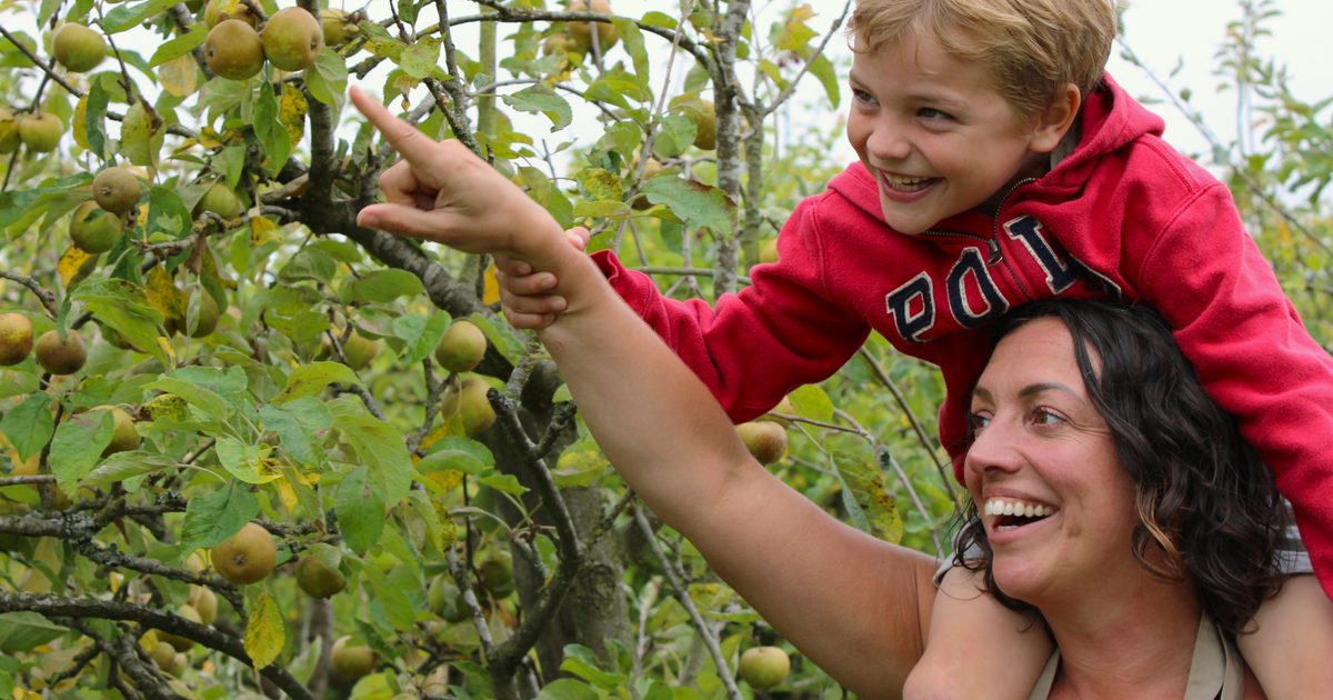 Pick Your Own Apples - Ampleforth Abbey Orchard