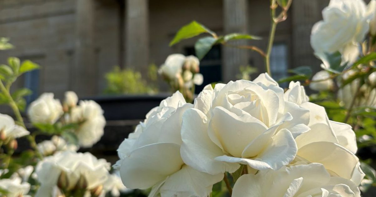 Evening in the Gardens