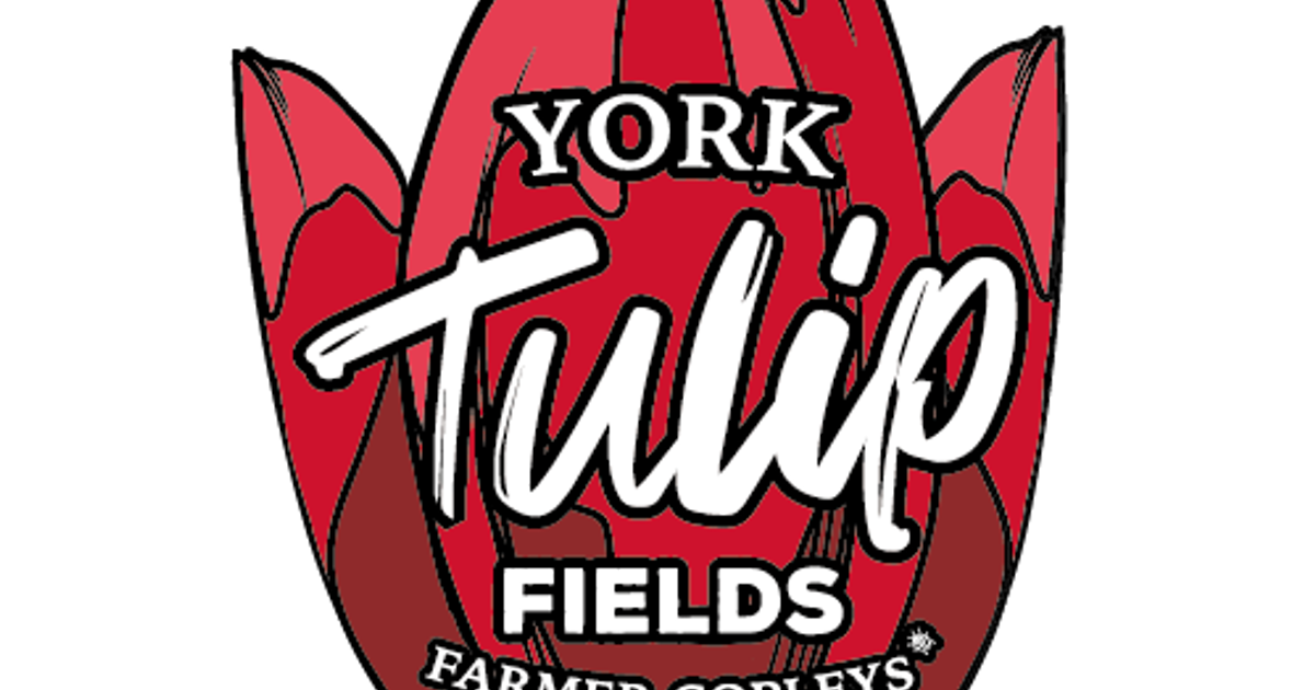 York Tulip Fields