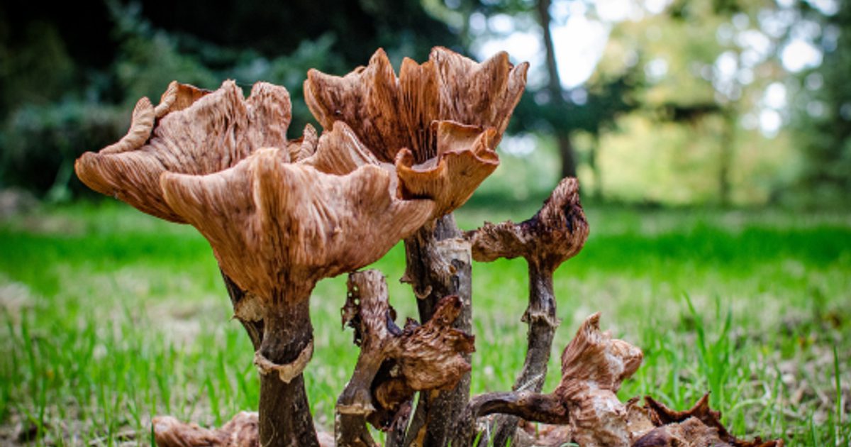 Calling all mushroom lovers, fungi fanatics and toadstool enthusiasts!
