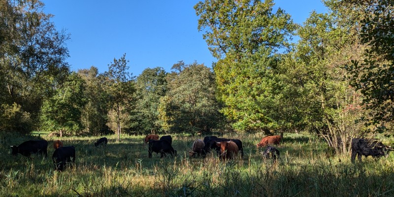 Discover Askham Bog with Prof. Alastair Fitter (York Environment Festival)